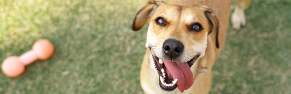 3 Healthy habits to improve your dog's quality of life