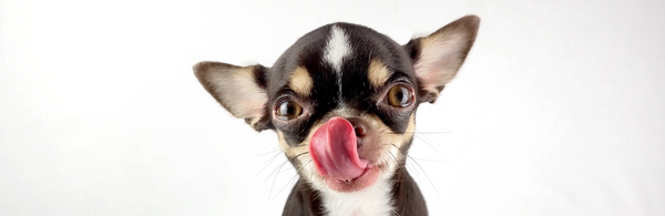 3 Foods your dog can't eat